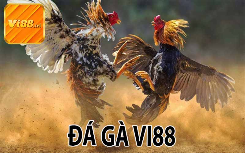 Đá Gà VI88